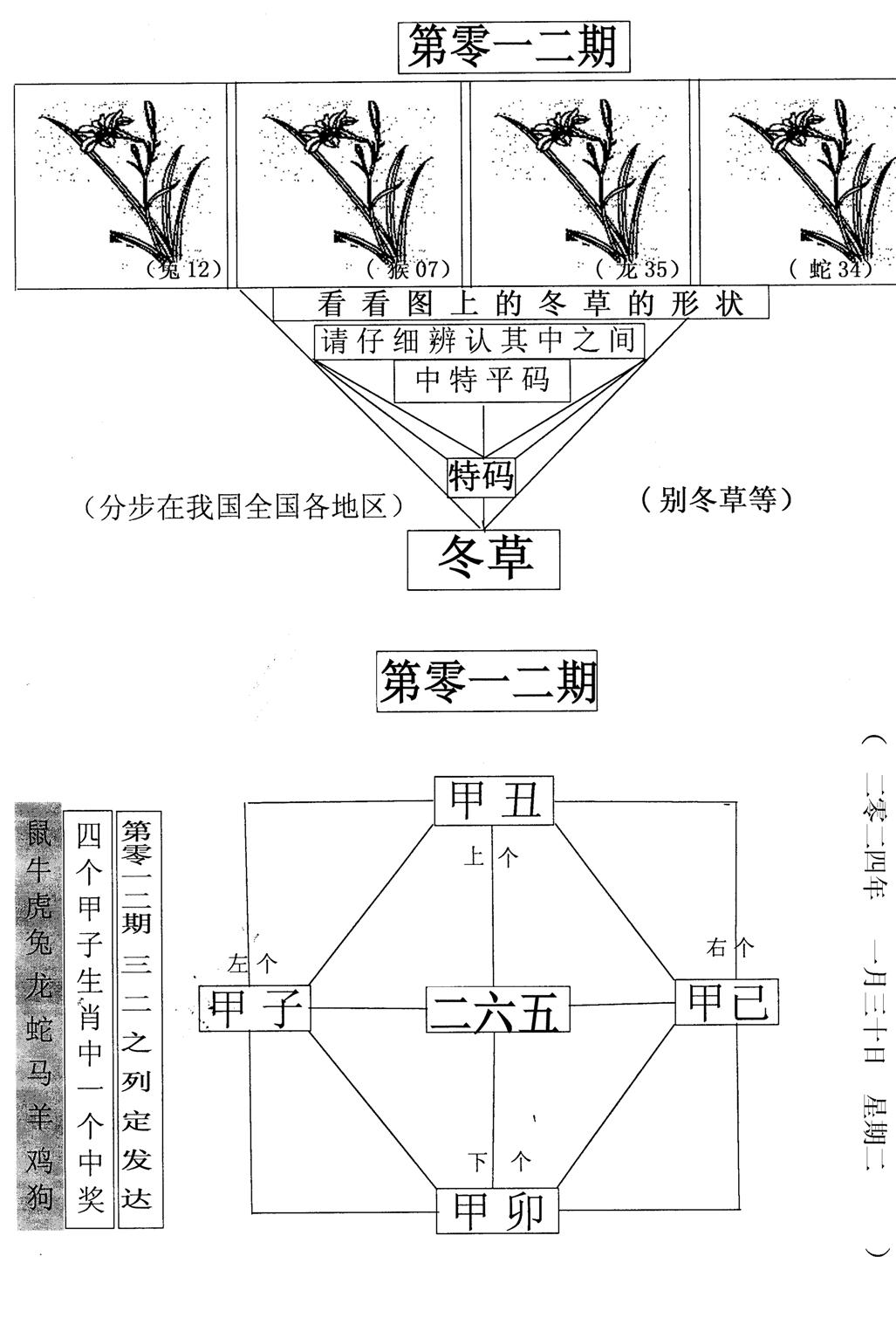 每期一花草-12