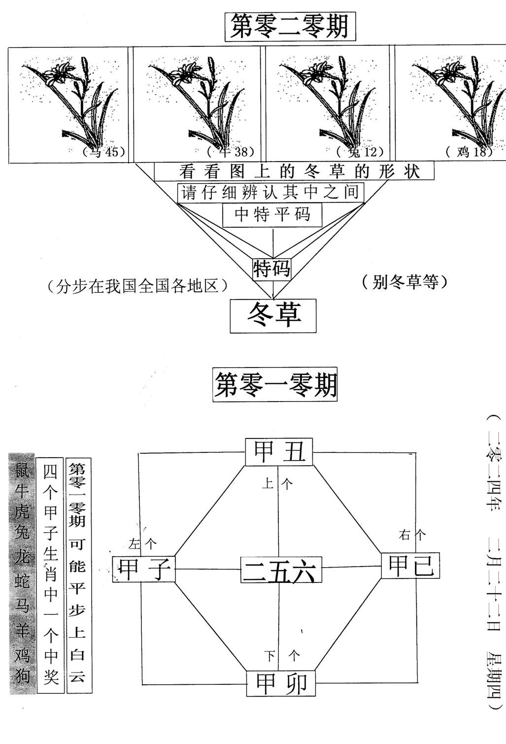 每期一花草-20