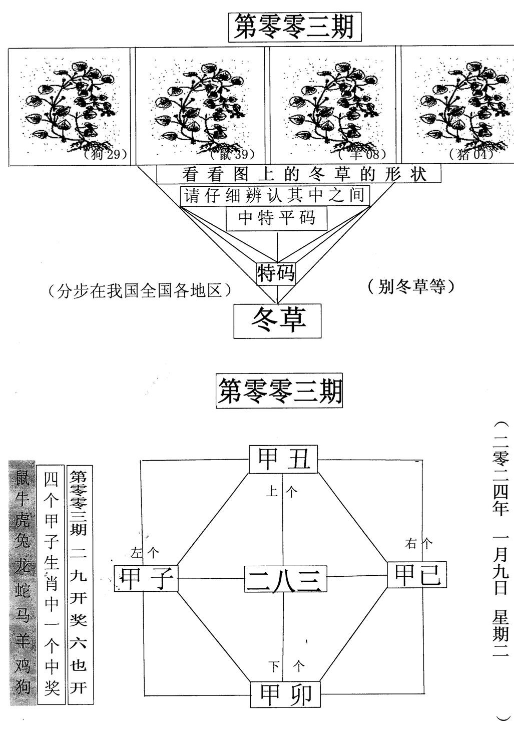 每期一花草-3