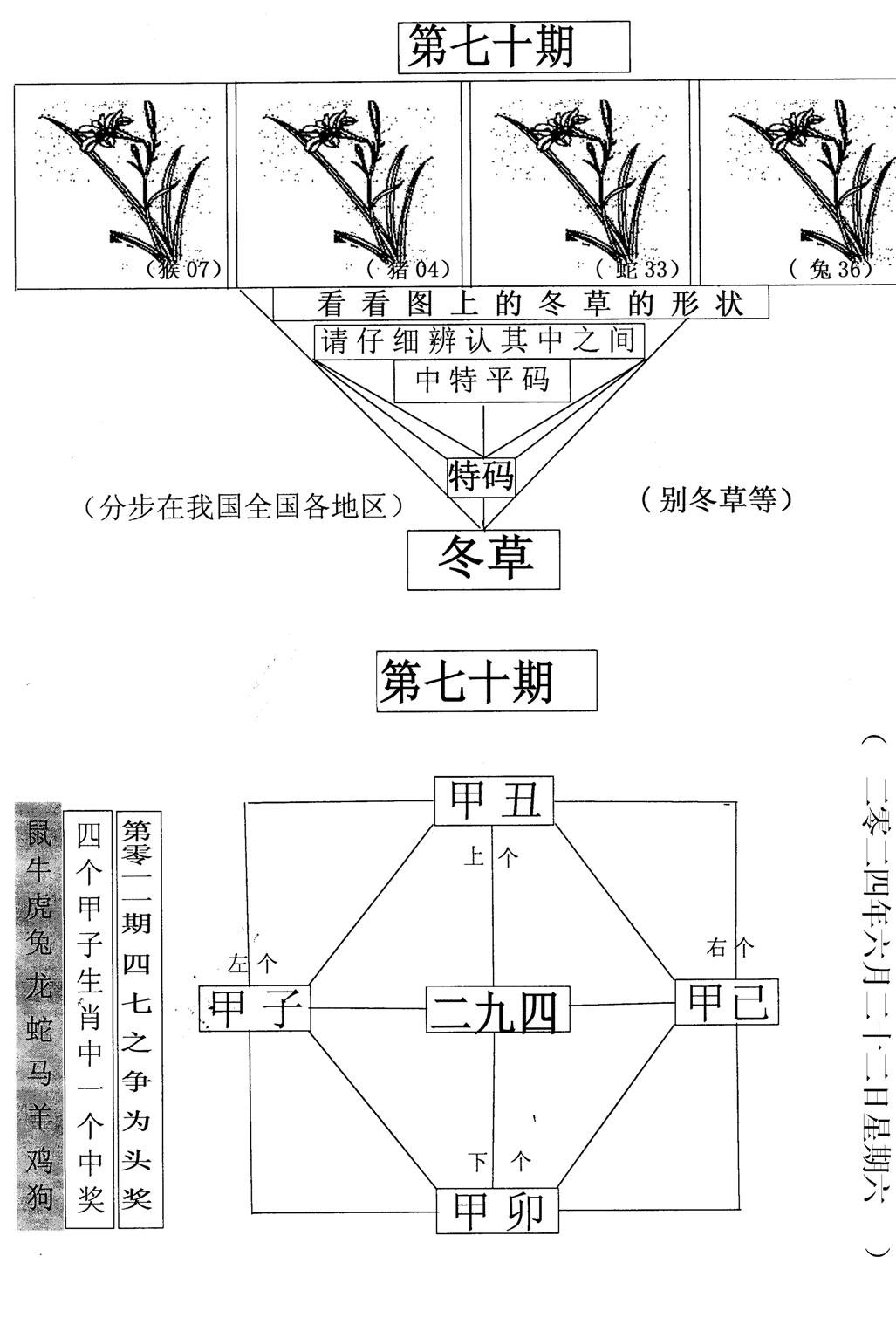 每期一花草-70